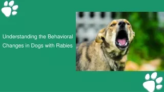 Understanding the Behavioral Changes in Dogs with Rabies (1)