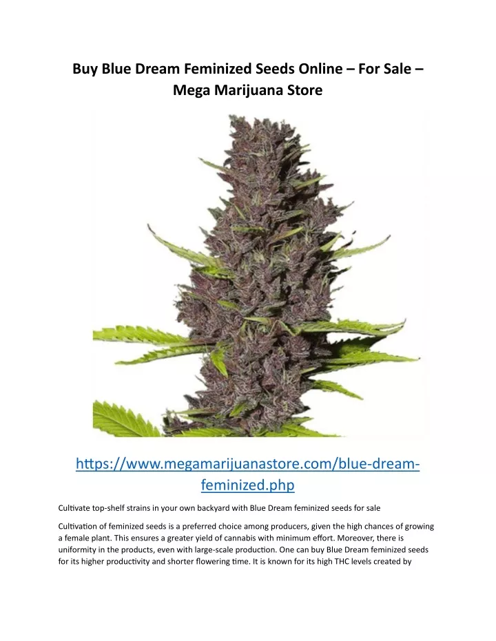 buy blue dream feminized seeds online for sale