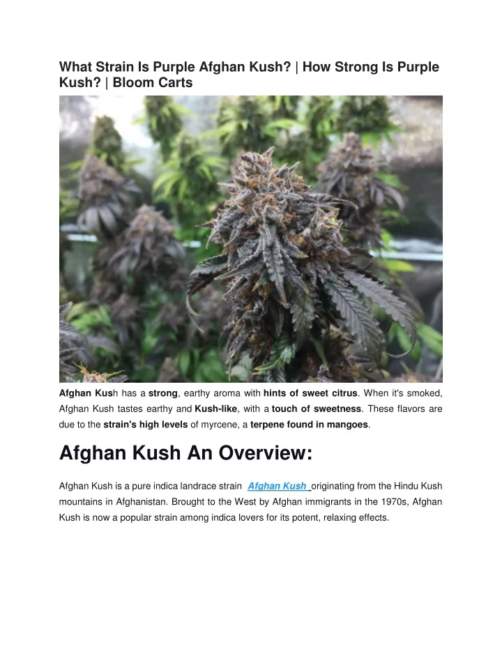 what strain is purple afghan kush how strong