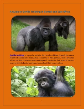 A Guide to Gorilla Trekking in Central and East Africa