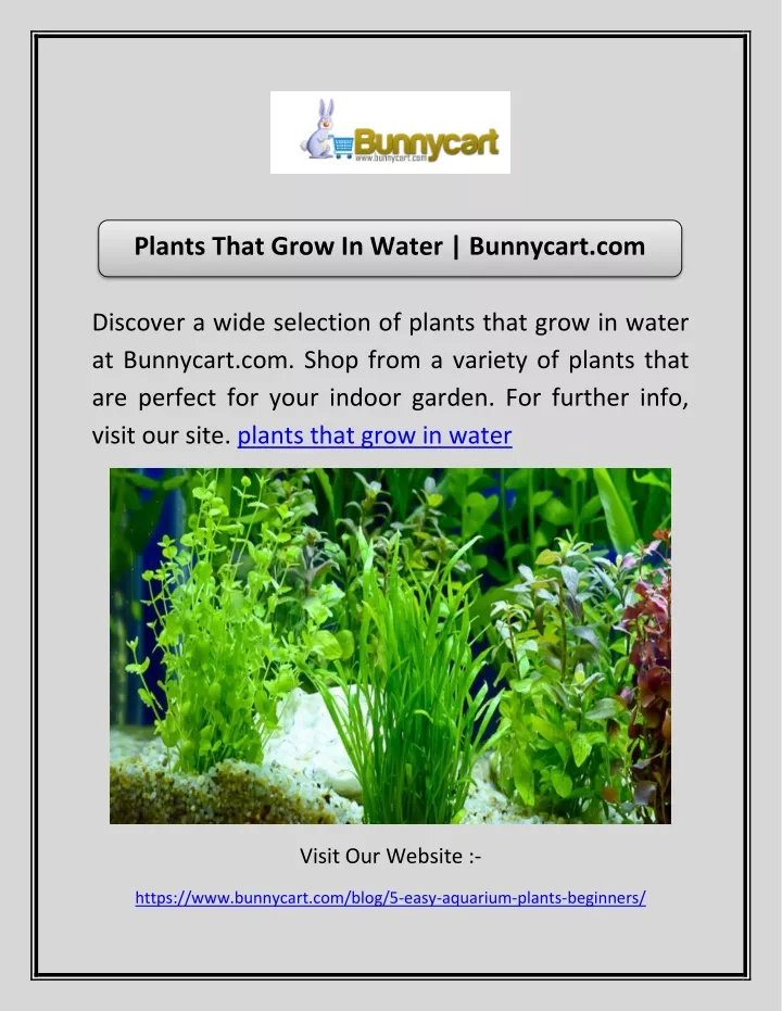 plants that grow in water bunnycart com