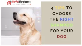 4 Tips to choose right shampoo for Dogs