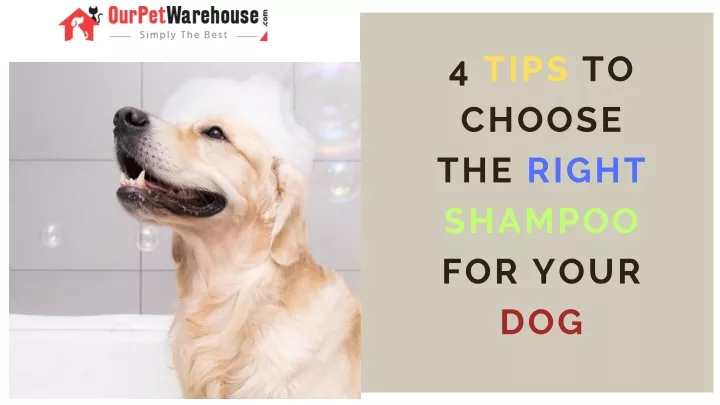 4 tips to choose the right shampoo for your dog