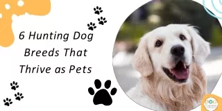 6 hunting dog breeds that thrive as pets