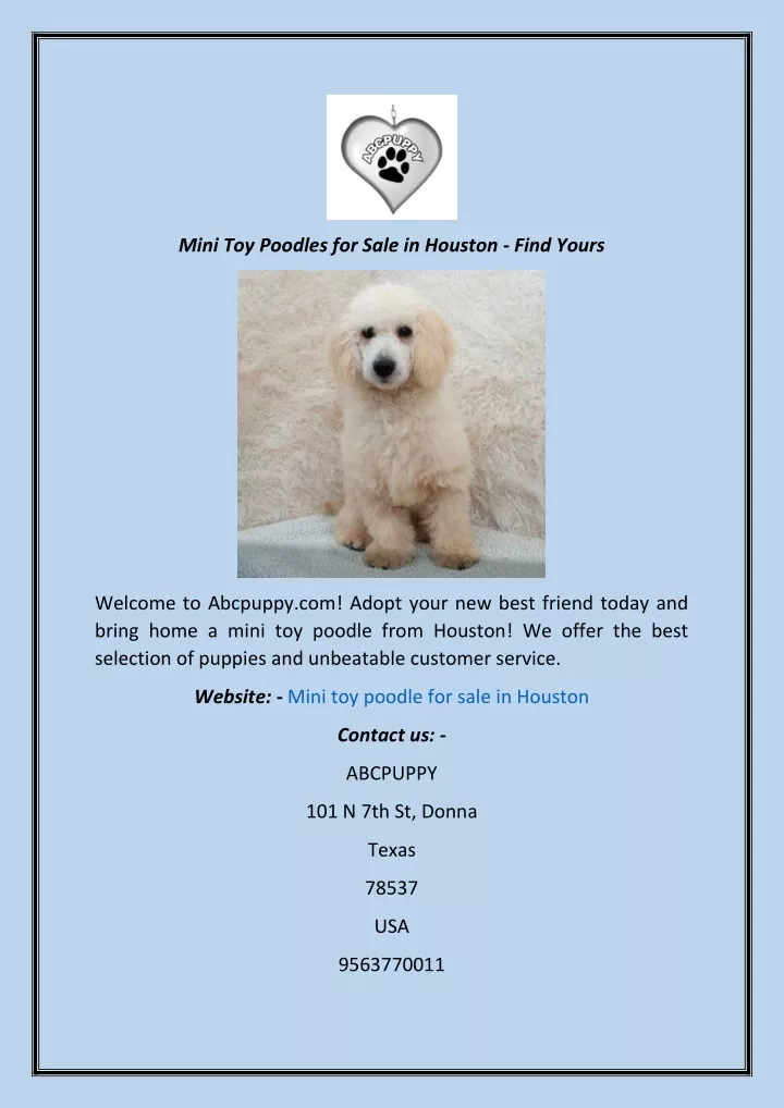 mini toy poodles for sale in houston find yours