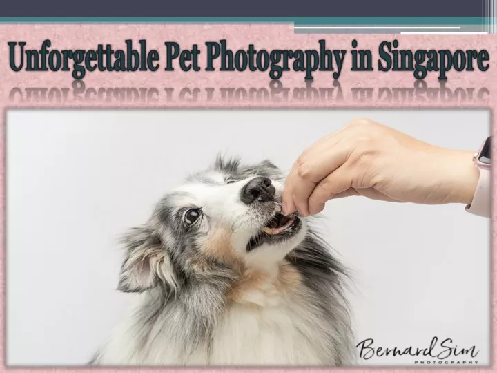 unforgettable pet photography in singapore