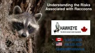 Understanding the Risks Associated with Raccoons
