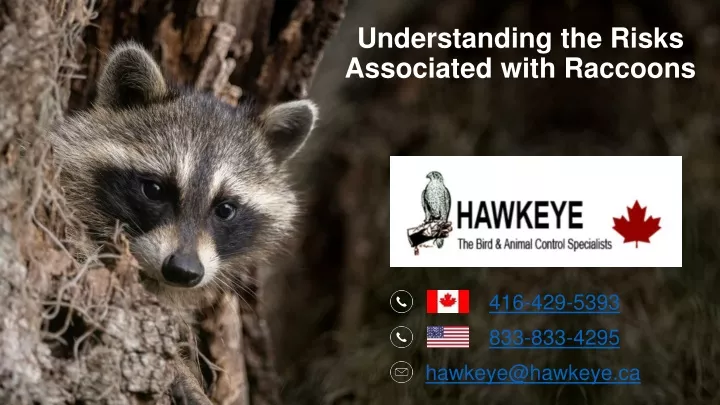 understanding the risks associated with raccoons