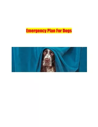 Emergency Plan For Dogs