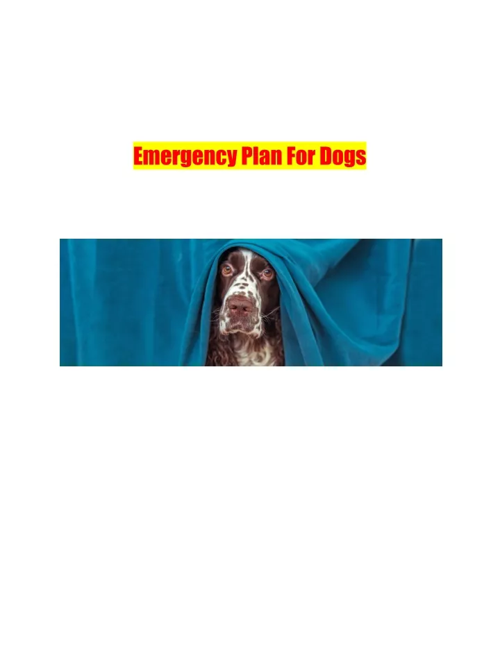 emergencyplanfordogs