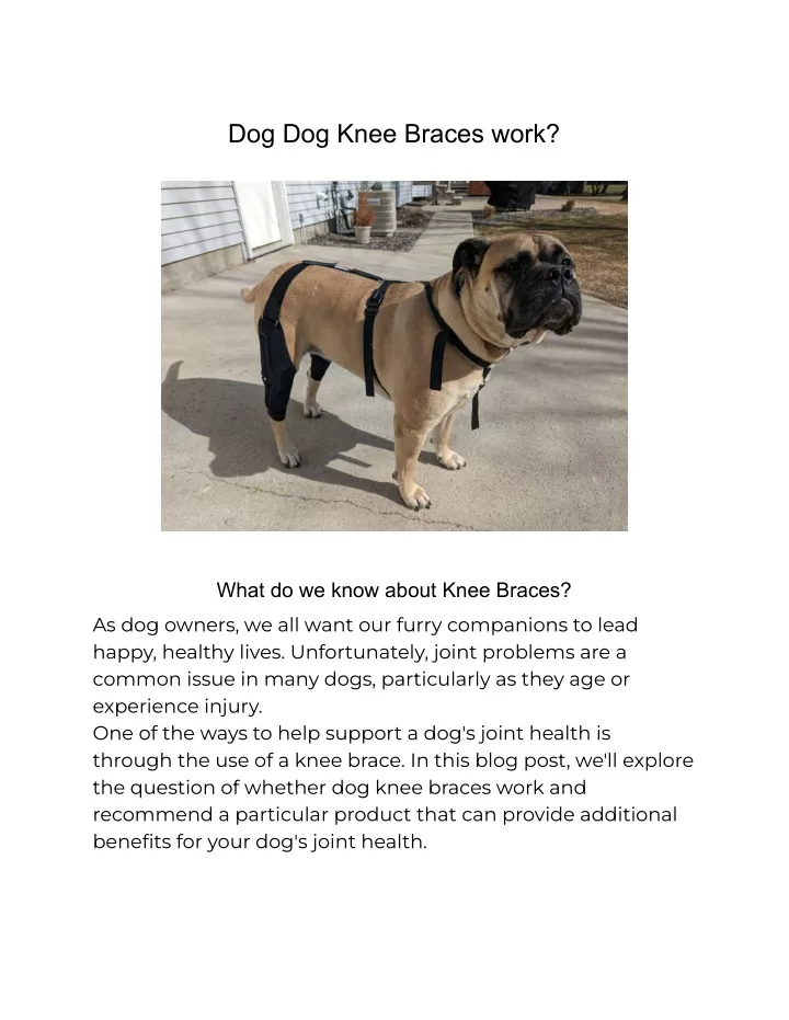 dog dog knee braces work