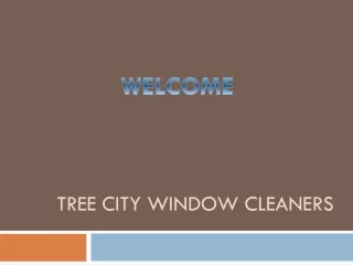 tree city window cleaners