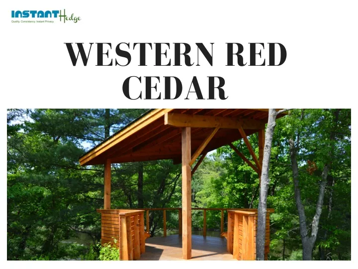 western red cedar