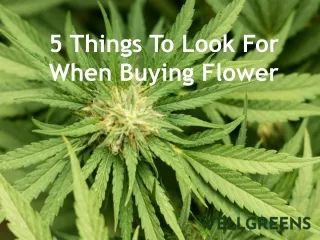 5 Things To Look For When Buying Flower