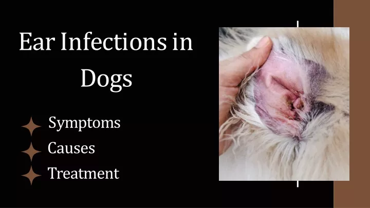 PPT - Ear Infections in Dogs PowerPoint Presentation, free download ...