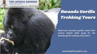 Rwanda Gorilla Trekking Tours