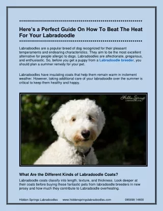 Here’s a Perfect Guide On How To Beat The Heat For Your Labradoodle