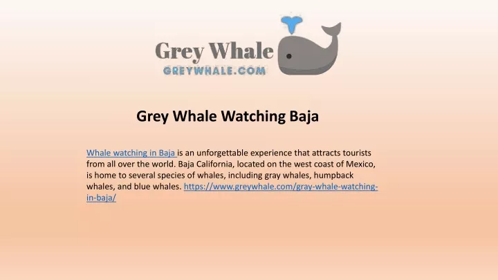 grey whale watching baja