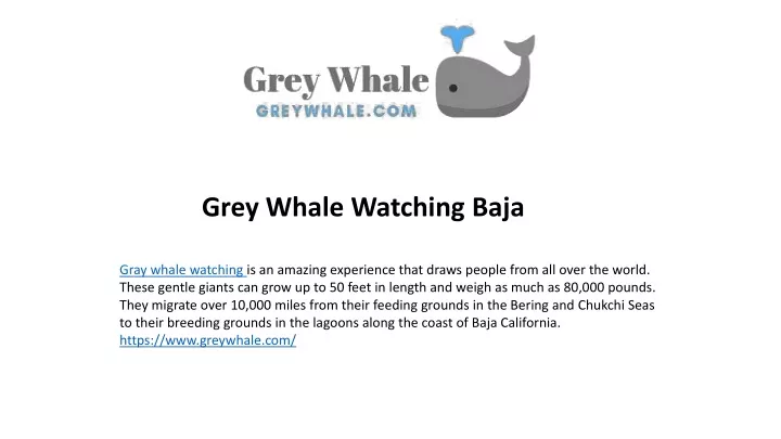 grey whale watching baja