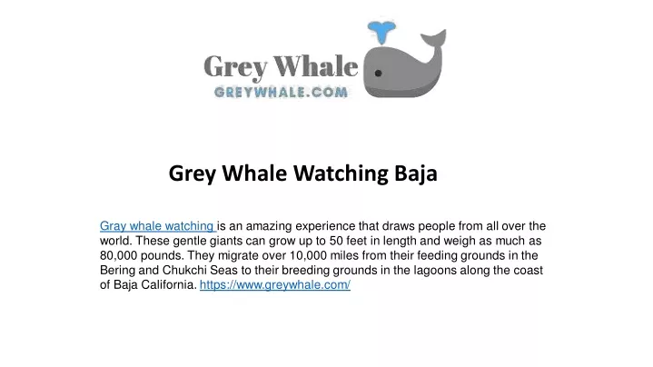 grey whale watching baja