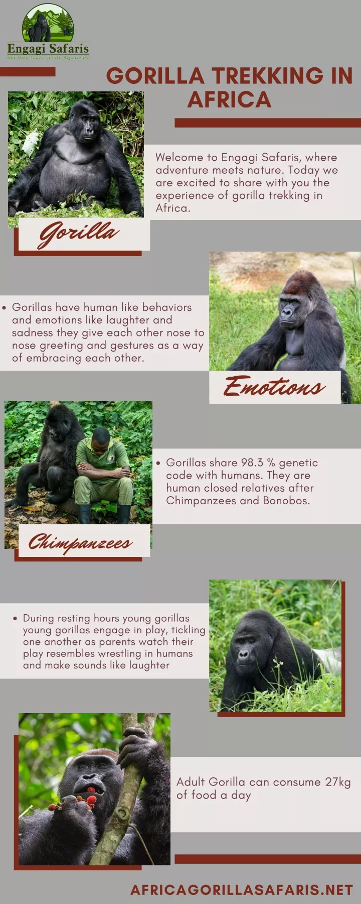 gorilla trekking in africa
