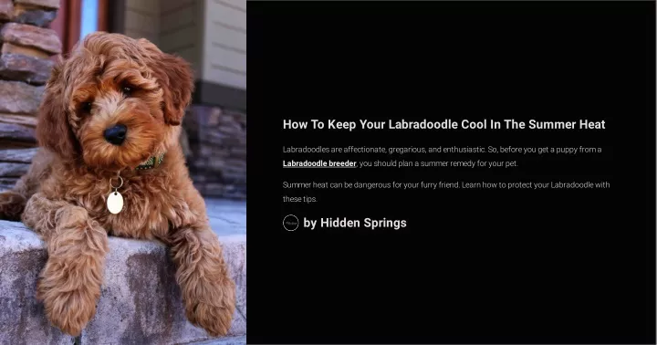 how to keep your labradoodle cool in the summer