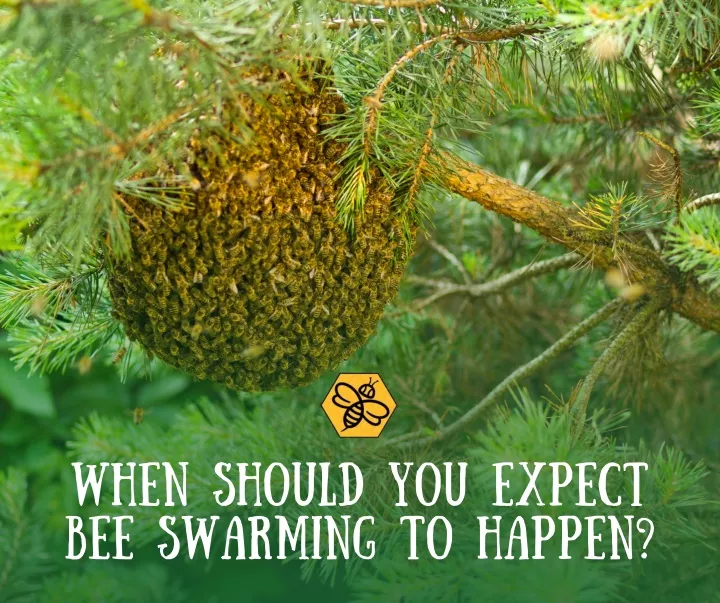 when should you expect bee swarming to happen