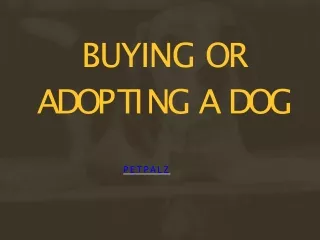 Buying or Adopting a Dog
