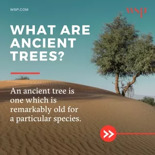 Impact of Climate Change on Ancient Trees in the Middle East