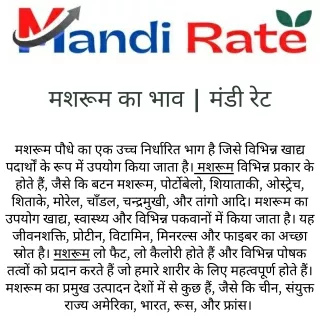 मशरूम का भाव  मंडी रेट