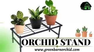 Showcasing Nature's Beauty with Orchid Stand: Green Barn Orchid