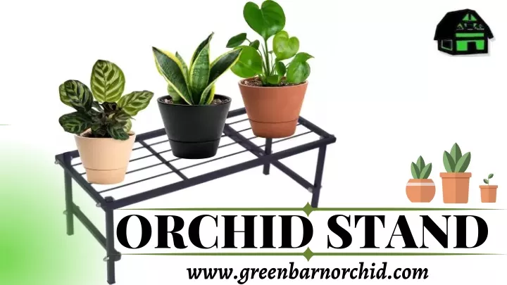 orchid stand www greenbarnorchid com