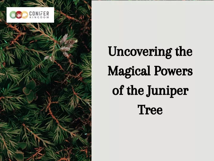 uncovering the magical powers of the juniper tree