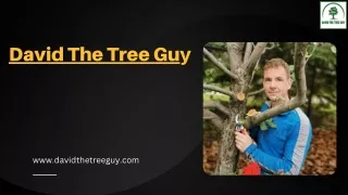 Tree Pruning in Edmonton | David The Tree Guy