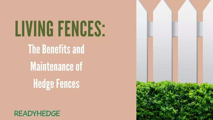 living fences the benefits and maintenance