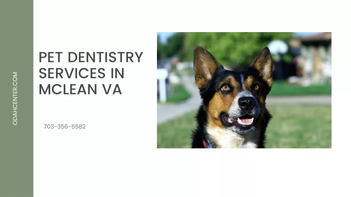 pet dentistry services in mclean va