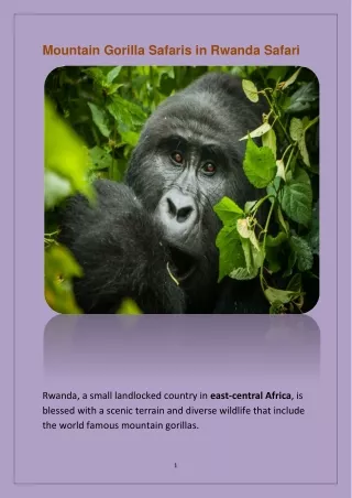 Mountain Gorilla Safaris in Rwanda Safari