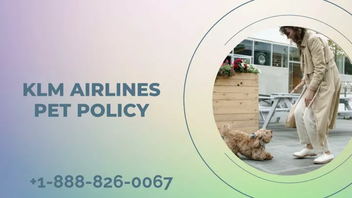 klm airlines pet policy