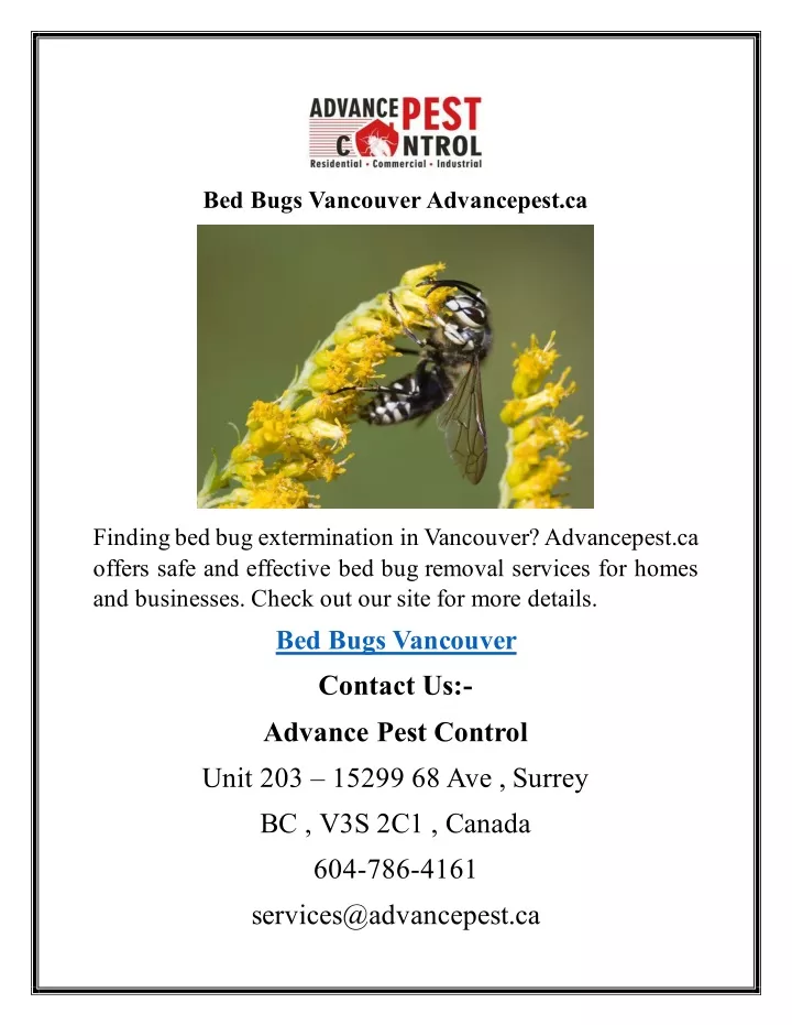 bed bugs vancouver advancepest ca