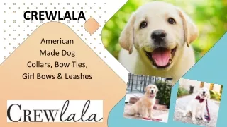 Crewlala- Tips for Keeping Your Dog Safe This Summer1