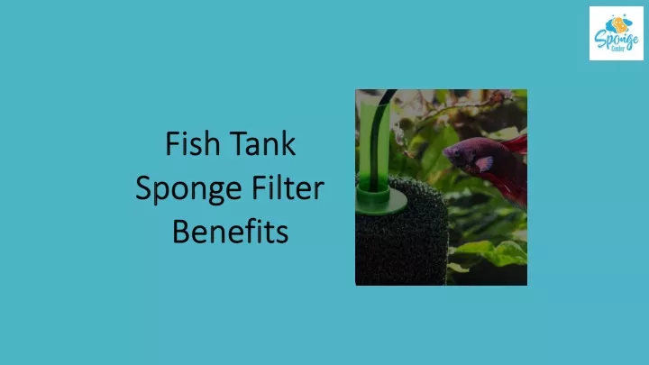 fish tank sponge filter benefits