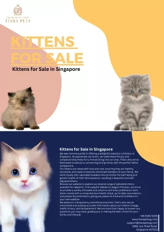 Kittens for Sale in Singapore