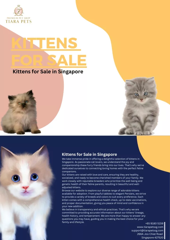 kittens for sale kittens for sale in singapore