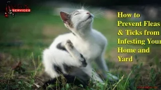 how to prevent fleas ticks from infesting your