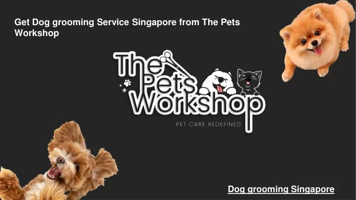 get dog grooming service singapore from the pets