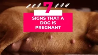 Is Your Dog Expecting? 7 Clear Signs of Dog Pregnancy 2023