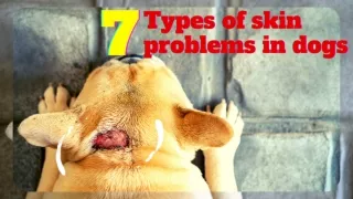 7 Types of skin problems in dogs 2023 ! Pet Health