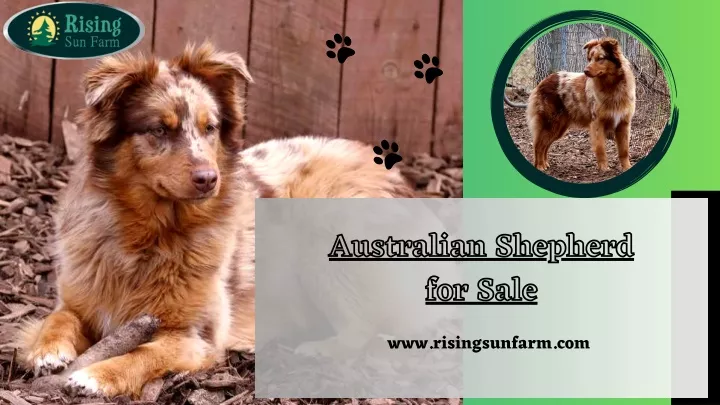 australian shepherd for sale