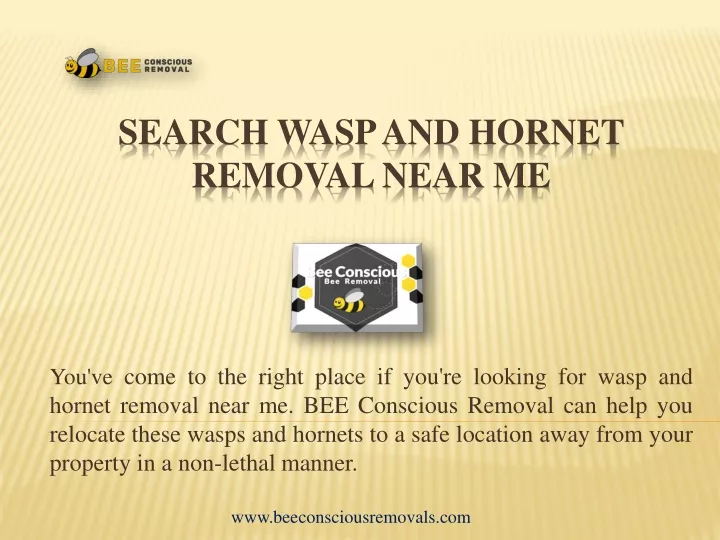 search wasp and hornet removal near me