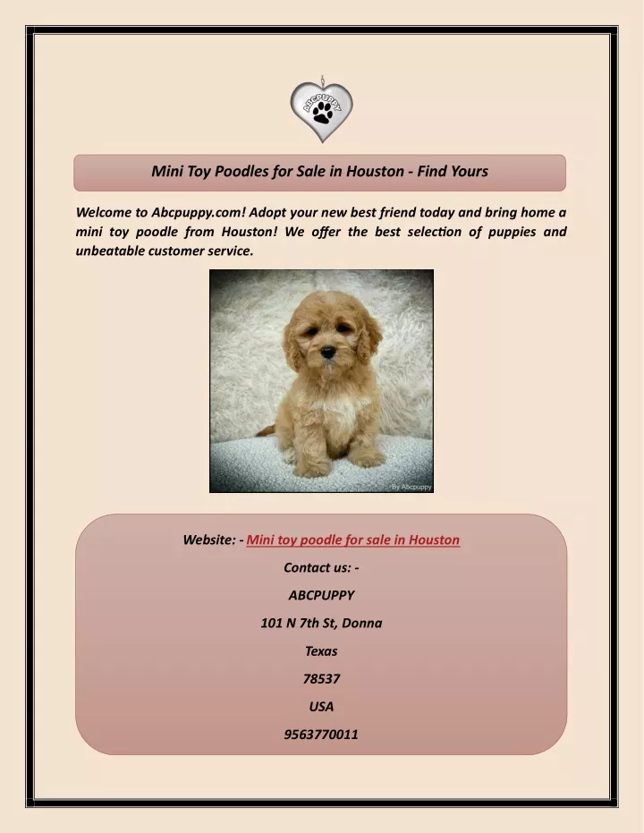 mini toy poodles for sale in houston find yours